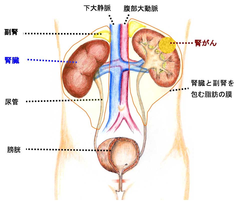 肝臓の位置について