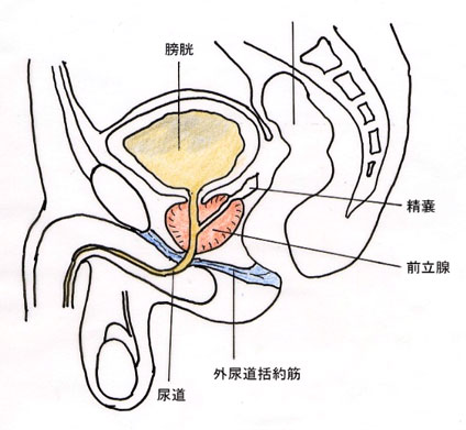 前立腺の場所について側面像