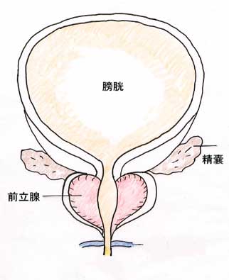 前立腺の場所について正面像